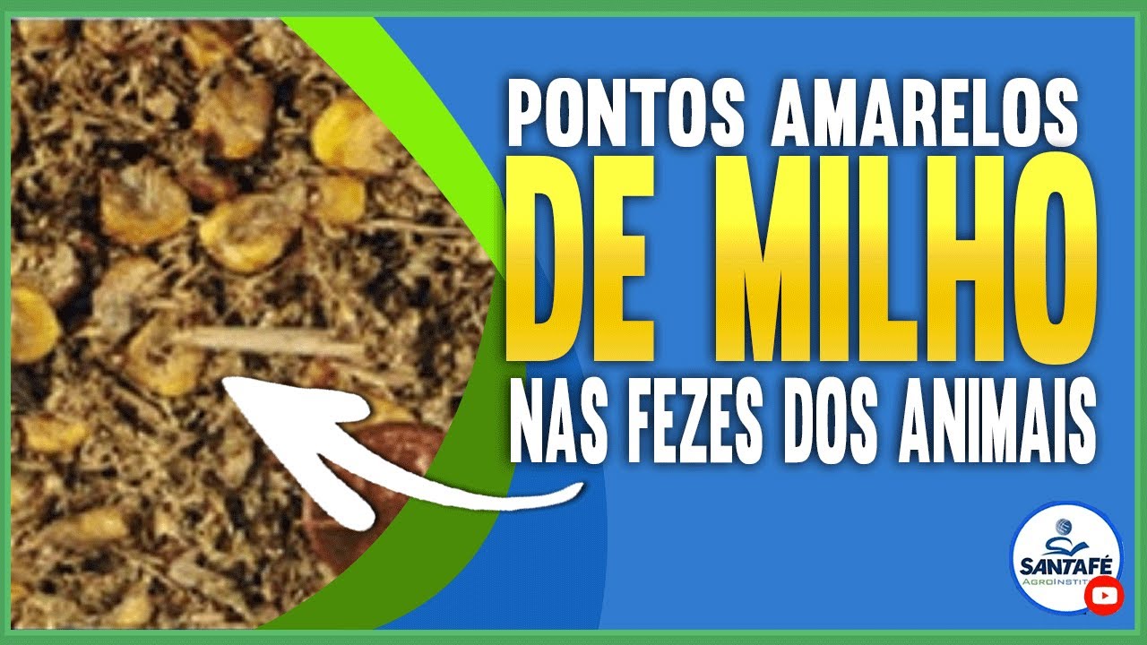 O que fazer quando encontrar milho nas fezes das vacas em lactação ...