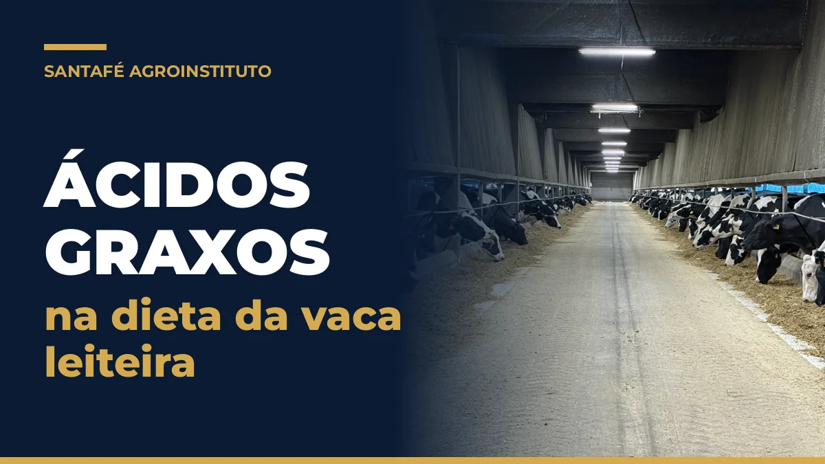 Ácidos graxos na dieta: vacas leiteiras comendo TMR no corredor de alimentação