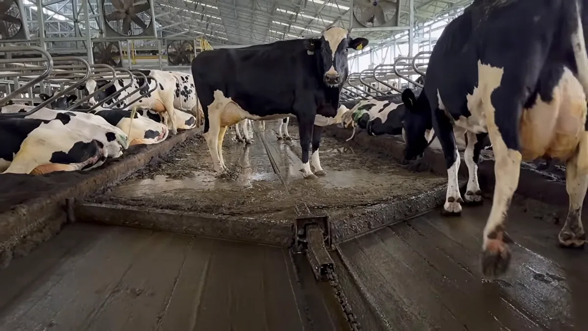 Camas de areia, ventiladores e corredor com raspador automático no galpão de ordenha robótica da Agrícola Ancali, Chile