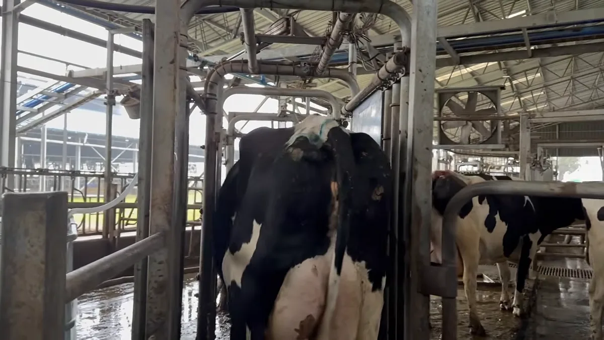 Vaca passando por portão seletor no fluxo guiado de ordenha robótica da Agrícola Ancali, Chile