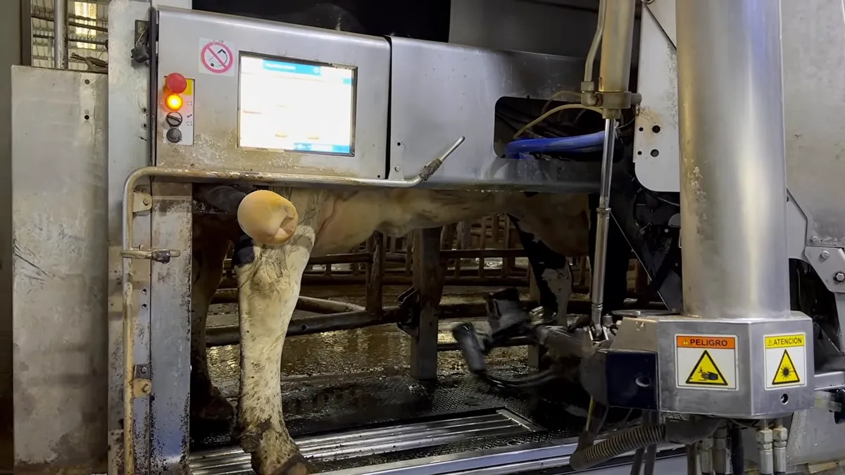 Braço robótico ordenhando uma vaca dentro do box de ordenha robotizada na Agrícola Ancali, Chile