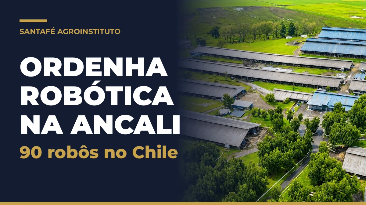 Ordenha robótica na Agrícola Ancali, Chile: vista aérea dos galpões com 90 robôs de ordenha