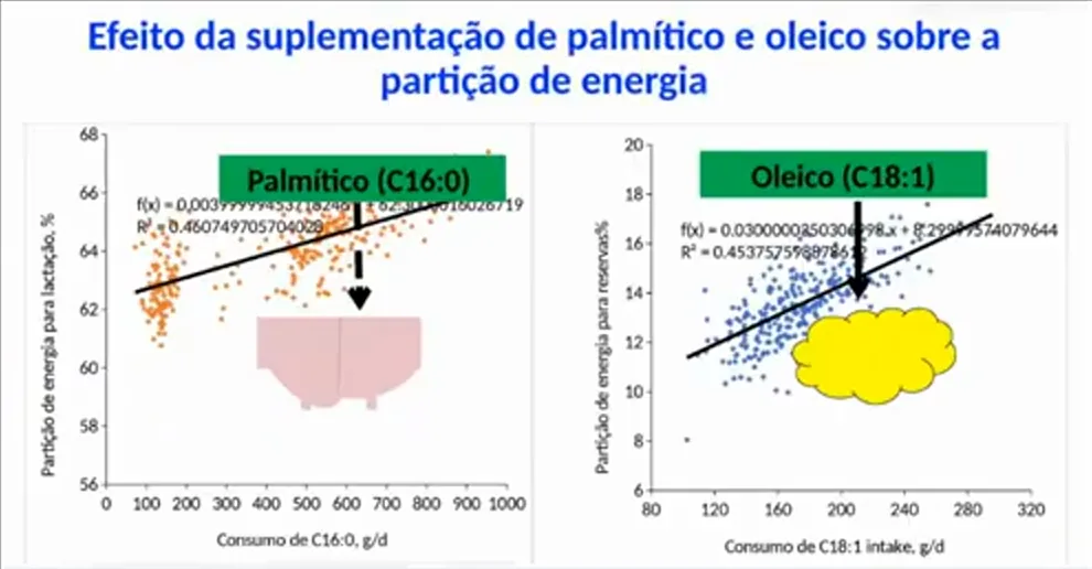 Ácidos graxos na dieta: efeito do palmítico e do oleico sobre a partição de energia