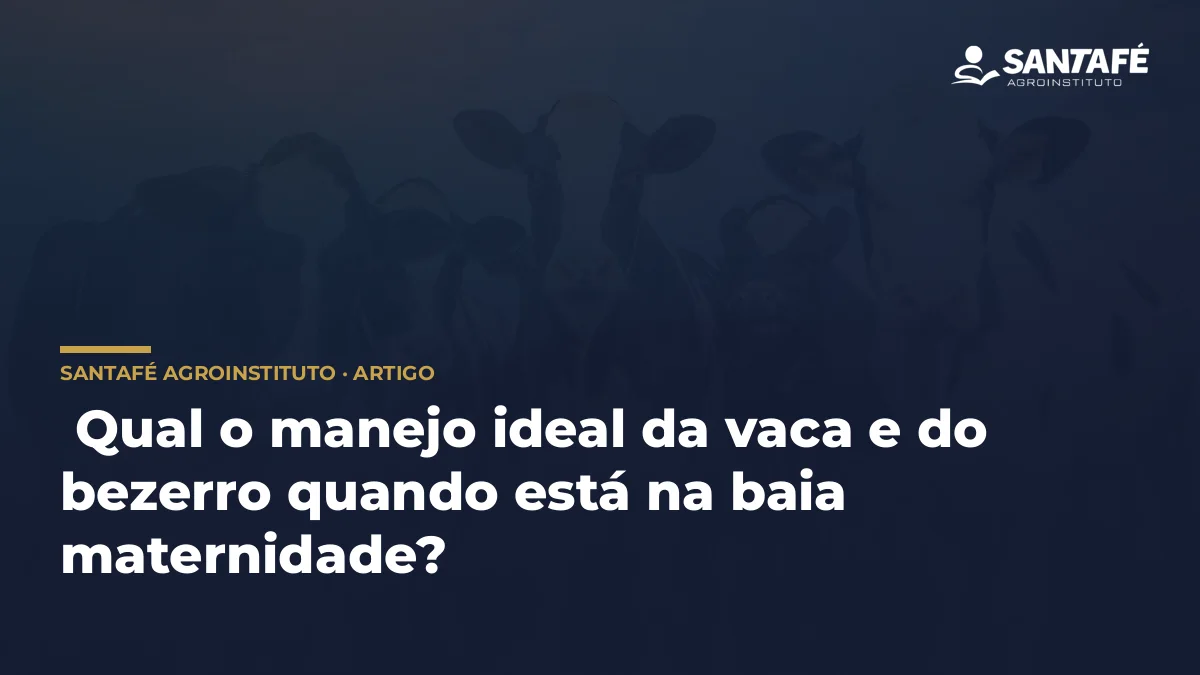  Qual o manejo ideal da vaca e do bezerro quando está na baia maternidade?
