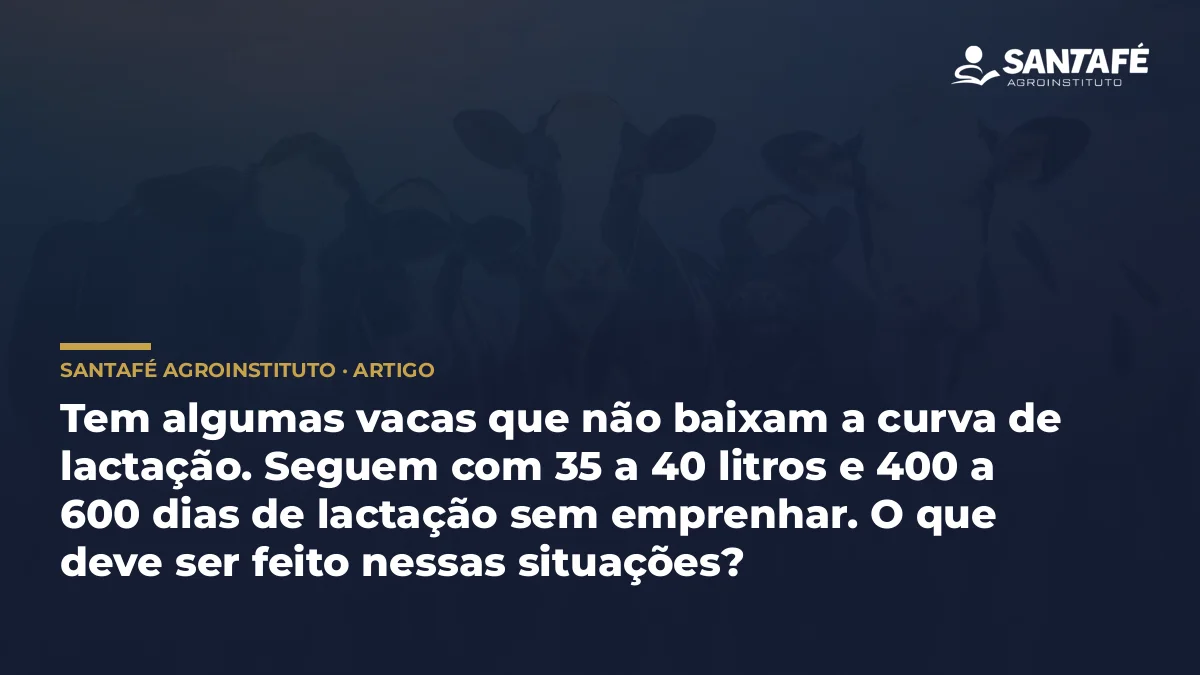 Tem algumas vacas que não baixam a curva de lactação. Seguem com 35 a 40 litros e 400 a 600 dias de lactação sem emprenhar. O que deve ser feito nessas situações?